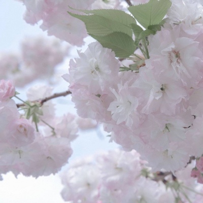 务川FurryQQ群介绍